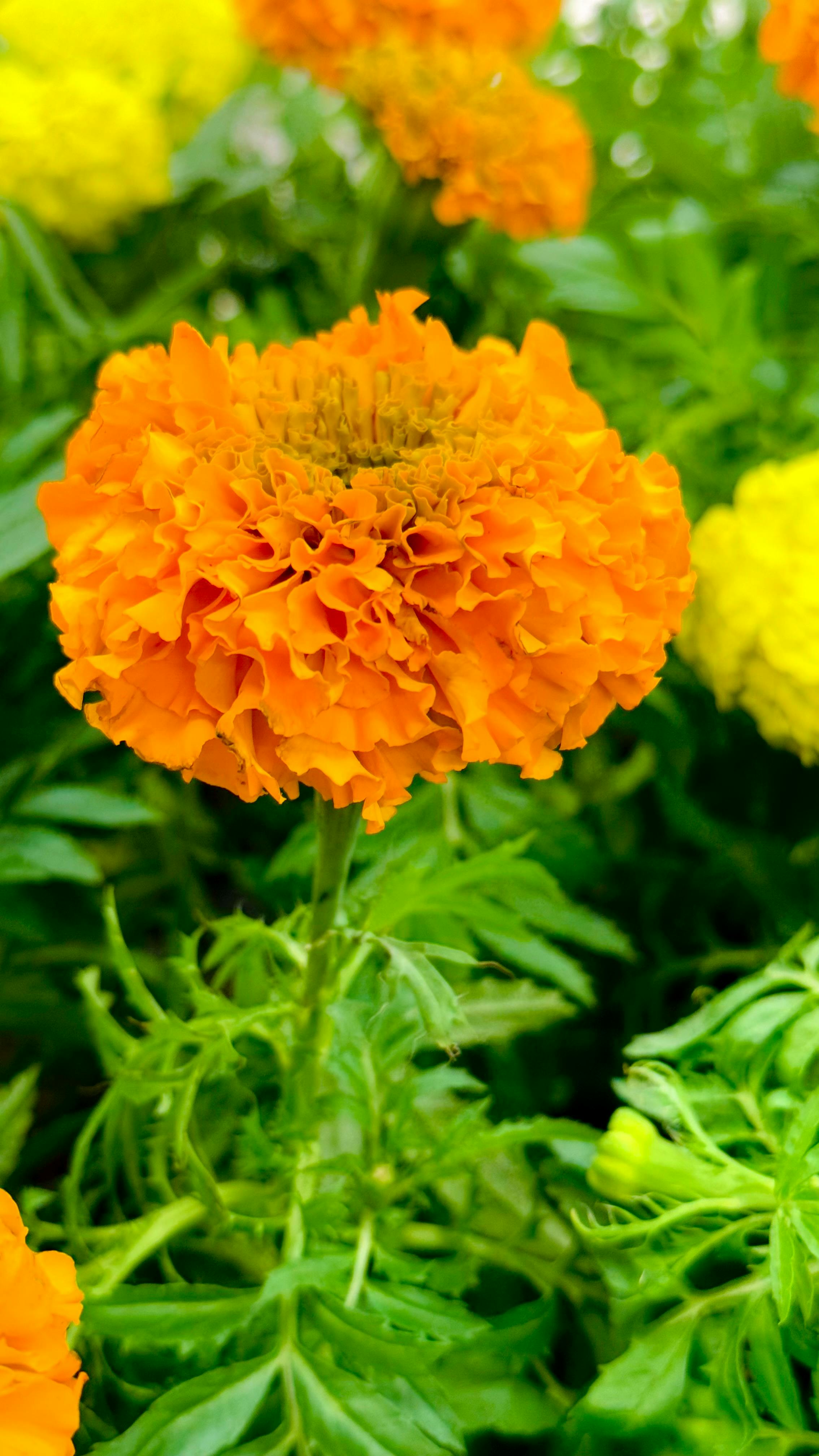 Marigold